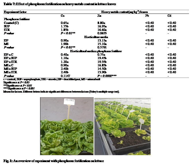 Text Box: Table 7: Effect of phosphorus fertilization on heavy metals content in lettuce leaves 

Experiment factor	Heavy metals content (mg kg-1) leaves
	Cu	Zn	Pb	Cd
Phosphorus fertilizer
Control (C)	0.65a	8.80a	< 0.40	< 0.40
SUP	1.75b	16.95a	< 0.40	< 0.40
STR	1.85b	16.60a	< 0.40	< 0.40
P value 	P < 0.01**	0.0655	-	-
Horticulture media
DP	0.90a	13.15a	< 0.40	< 0.40
MS	1.90b	15.10a	< 0.40	< 0.40
P value 	P < 0.01**	0.5791	-	-
Horticultural media x phosphorus fertilizer
DP x C	0.40a	0.75a	< 0.40	< 0.40
DP x SUP	1.10a	19.45b	< 0.40	< 0.40
DP x STR	1.20a	19.35b	< 0.40	< 0.40
MS x C	0.90a	16.85b	< 0.40	< 0.40
MS x SUP	2.40b	14.50b	< 0.40	< 0.40
MS x STR	2.40b	13.90b	< 0.40	< 0.40
P value 	0.1147	P < 0.0001***	-	-
c = control; SUP = superphosphate; STR = struvite; DP = deacidified peat; MS = mineral soil
Significance at P < 0.05
**Significance at P < 0.01
***Significance at P < 0.001
Means for factors. Different letters indicate significant differences between factors (Tukeys multiple range test).

 

Fig. 1: An overview of experiment with phosphorus fertilization on lettuce
