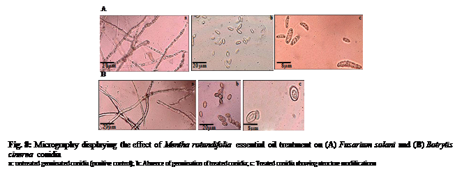 Text Box:  

Fig. 8: Micrography displaying the effect of Mentha rotundifolia essential oil treatment on (A) Fusarium solani and (B) Botrytis cinerea conidia
a: untreated germinated conidia (positive control); b: Absence of germination of treated conidia; c: Treated conidia showing structure modifications

