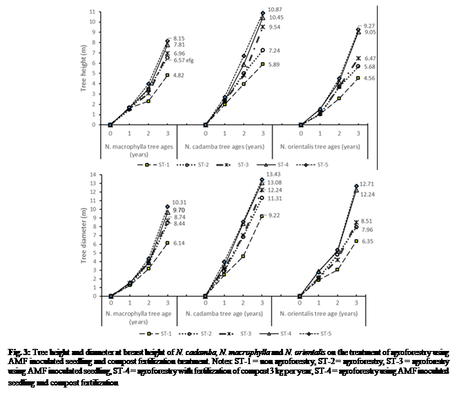 Text Box:   

Fig. 3: Tree height and diameter at breast height of N. cadamba, N. macrophylla and N. orientalis on the treatment of agroforestry using AMF inoculated seedling and compost fertilization treatment. Notes: ST-1 = non agroforestry, ST-2 = agroforestry, ST-3 = agroforestry using AMF inoculated seedling, ST-4 = agroforestry with fertilization of compost 3 kg per year, ST-4 = agroforestry using AMF inoculated seedling and compost fertilization
