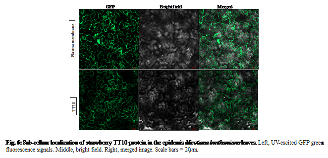 Text Box:  

Fig. 6: Sub-celluar localization of strawberry TT10 protein in the epidemis of Nicotiana benthamiana leaves. Left, UV-excited GFP green fluorescence signals. Middle, bright field. Right, merged image. Scale bars = 20 μm
