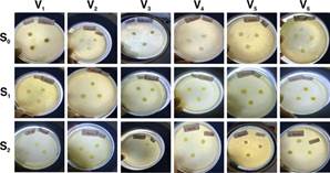 A collage of several images of a petri dish

Description automatically generated
