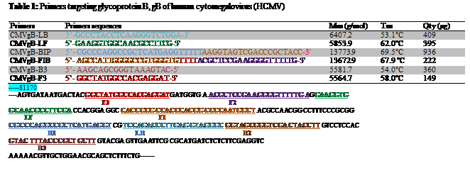 Text Box: Table 1: Primers targeting glycoprotein B, gB of human cytomegalovirus (HCMV)

Primers  	Primers sequences 	Mm (g/mol)	Tm	Qty (g)
CMVgB-LB	5-GCCCTACCTCAAGGGTCTGGA-3	6407.2	53.1C	409
CMVgB-LF	5-GAAGGTGGCAACGCCTTCG-3	5853.9	62.0C	395
CMVgB-BIP	5- CGCCCAGGCCGCTCATGAGGTTTTTAAGGTAGTCGACCCGCTACC-3	13773.9	69.5C	936
CMVgB-FIB	5- AGCCATTGGGGCCGTGGGTGTTTTACGCTCCGAAGGGGTTTTTG-3	13672.9	67.9 C	222
CMVgB-B3	5- AAGCAGCGGGTAAAGTAC-5	5581.7	54.0C	360
CMVgB-F3	5- GGCTATGGCCACGAGGAT-3	5564.7	58.0C	149
-----81170
----AGTGATAATGACTACGGCTATGGCCACGAGGATGATGGTG A ACGCTCCGA AGGGGTTTTTG AGGAAGGTG
                                                              F3                                                                               F2
GCAACGCCTTCGA CCACGGA GGC CACCGCG CCACCCACGG CCCCAATGGCT ACGCCAACGG CCTTTCCCGCGG 
           LF                                                                                   F1
CGCCCAGGCCGCTCATG AGGT CG TCCAGACCCTTGAG GTAGGGC GGTAGCGGGTCGA CTACCTT GTCCTCCAC 
                          B1                                                     LB                                                                 B2
GTAC TTTACCCGCT GCTT GTACGA GTTGAATTCG CGCATGATCTCTCTTCGAGGTC 
                   B3 
AAAAACGTTGCTGGAACGCAGCTCTTTCTG-------
