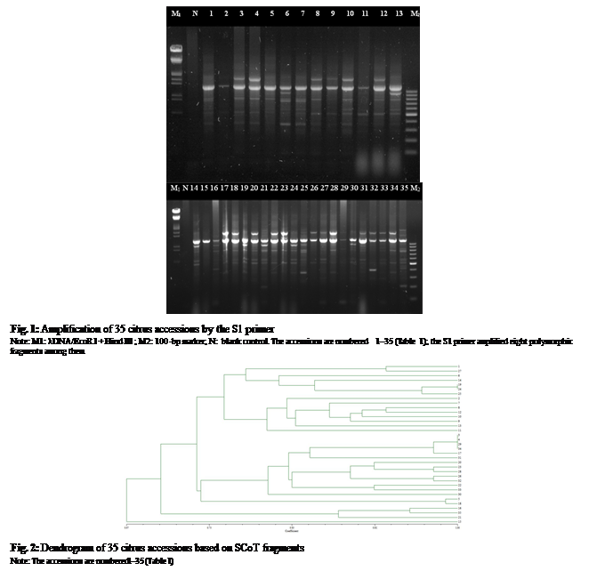 Text Box:  

Fig. 1: Amplification of 35 citrus accessions by the S1 primer
Note: M1: λDNA/EcoR I + Hind III; M2: 100-bp marker; N: blank control. The accessions are numbered 1-35 (Table 1); the S1 primer amplified eight polymorphic fragments among them

 

Fig. 2: Dendrogram of 35 citrus accessions based on SCoT fragments
Note: The accessions are numbered 135 (Table 1)
