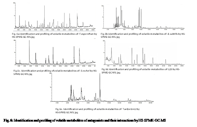 Text Box:  

Fig. 6: Identification and profiling of volatile metabolites of antagonists and their interactions by HS-SPME-GC-MS
