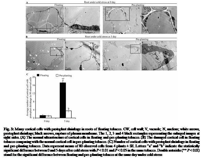 Text Box:  

Fig. 3: Many cortical cells with protoplast shrinkage in roots of floating tobacco. CW, cell wall; V, vacuole; N, nucleus; white arrows, protoplast shrinkage; black arrows, rupture of plasma membrane. The 1, 2, 3 and 4 black rectangles representing the enlarged images at right sides. (A) The normal ultrastructure of cortical cells in floating and pre-planting tobacco. (B) The damaged cortical cell in floating tobacco comparing with the normal cortical cell in pre-planting tobacco. (C) Number of cortical cells with protoplast shrinkage in floating and pre-planting tobacco. Data represent means of 80 observed cells from 4 plants  SE. Letters a and b indicate the statistically significant difference between 0 and 5 days after cold stress with P < 0.01 and P < 0.05 in the same tobacco. Double asterisks (** P < 0.01) stand for the significant difference between floating and pre-planting tobacco at the same day under cold stress
