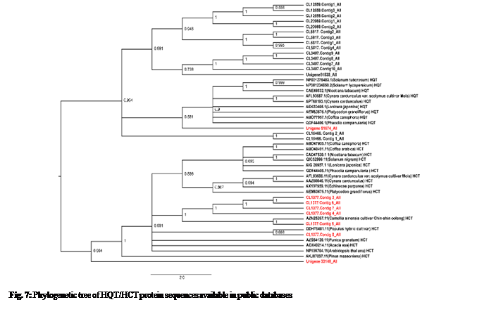 Text Box:  

Fig. 7: Phylogenetic tree of HQT/HCT protein sequences available in public databases
